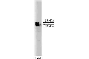 Western blot analysis of KIF3A on rat brain lysate. (KIF3A 抗体  (AA 563-671))