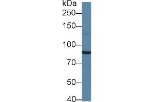 Western Blot; Sample: Mouse Cerebrum lysate; Primary Ab: 1µg/ml Rabbit Anti-Mouse SIK2 Antibody Second Ab: 0. (SIK2 抗体  (AA 674-916))