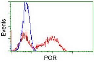 Image no. 4 for anti-P450 (Cytochrome) Oxidoreductase (POR) antibody (ABIN1497743) (POR 抗体)