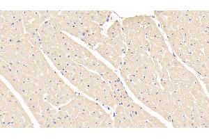 Detection of MYO in Caprine Cardiac Muscle Tissue using Polyclonal Antibody to Myoglobin (MYO) (Myoglobin 抗体  (AA 1-154))