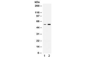 Western blot testing of 1) rat thymus and 2) human HeLa lysate with MEF2A antibody. (MEF2A 抗体)