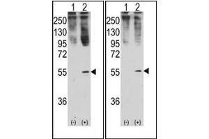 Image no. 1 for anti-Growth Differentiation Factor 11 (GDF11) (N-Term) antibody (ABIN357455) (GDF11 抗体  (N-Term))