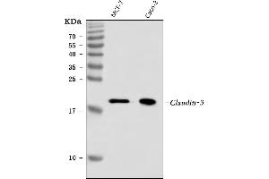 Western blot analysis of Claudin 3/CLDN3 using anti-Claudin 3/CLDN3 antibody (ABIN7599625).