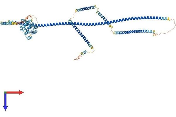 HOOK2 Protein (AA 1-716) (His tag)