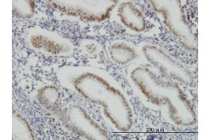 Immunostaining (ISt) image for anti-Sp1 Transcription Factor (SP1) (AA 89-198) antibody (ABIN520394)