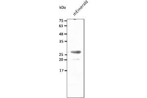 Western Blotting (WB) image for anti-mEmerald Fluorescent Protein antibody (ABIN7273073) (mEmerald Fluorescent Protein 抗体)