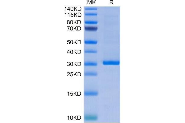 FGL1 Protein (AA 64-305) (His-Avi Tag)