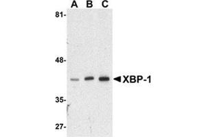 Western blot analysis of XBP-1 in HepG2 cell lysate with this product at (A) 0. (XBP1 抗体  (N-Term))