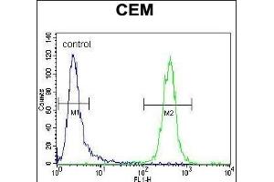 TNF Antibody (C-term) (ABIN657455 and ABIN2846482) flow cytometric analysis of CEM cells (right histogram) compared to a negative control cell (left histogram). (TNF alpha 抗体  (C-Term))