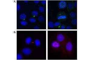 Immunofluorescence (IF) image for anti-Aurora Kinase B (AURKB) (C-Term) antibody (ABIN7453392) (Aurora Kinase B 抗体  (C-Term))