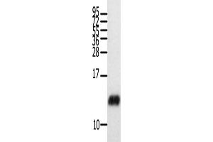 Western Blotting (WB) image for anti-Chemokine (C-C Motif) Ligand 28 (CCL28) antibody (ABIN2421355) (CCL28 抗体)