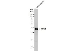 WB Image NKG2D antibody detects NKG2D protein by western blot analysis. (KLRK1 抗体  (Internal Region))