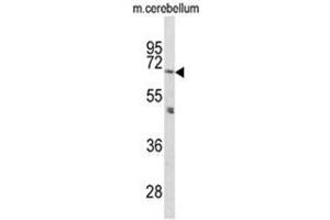 Western blot analysis of PCSK2 Antibody (N-term) in mouse cerebellum tissue lysates (35ug/lane). (PCSK2 抗体  (N-Term))