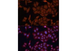 Immunofluorescence analysis of HeLa cells using HMGCS1 Polyclonal Antibody (ABIN1680300, ABIN5664518, ABIN5664520 and ABIN6220423) at dilution of 1:100 (40x lens). (HMGCS1 抗体  (AA 241-520))