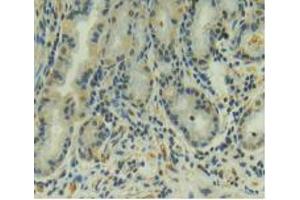 IHC-P analysis of Human Stomach Tissue, with DAB staining. (AMH 抗体  (AA 453-560))