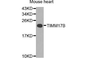 Western blot analysis of extracts of mouse heart cells, using TIMM17B antibody. (TIMM17B 抗体)