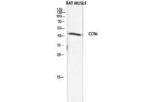 Western Blot (WB) analysis of Rat Muscle lysis using CCR6 antibody. (CKR-6 抗体)
