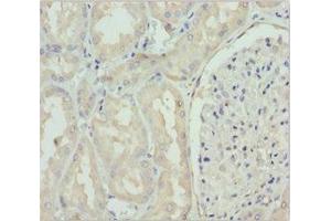 Immunohistochemistry of paraffin-embedded human kidney tissue using ABIN7160689 at dilution of 1:100 (GNS 抗体  (AA 293-552))