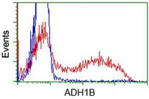 Image no. 3 for anti-Alcohol Dehydrogenase 1B (Class I), beta Polypeptide (ADH1B) antibody (ABIN1496476) (ADH1B 抗体)