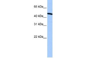 WB Suggested Anti-ZNF514 Antibody Titration:  0. (ZNF514 抗体  (N-Term))