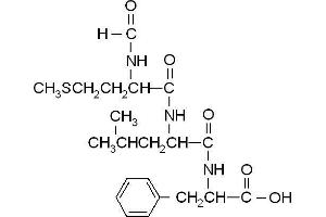 Image no. 1 for N-Formyl-Met-Leu-Phe peptide (ABIN399635) (N-Formyl-Met-Leu-Phe Peptide)