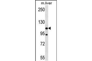 Western blot analysis in mouse liver tissue lysates (35ug/lane). (ADNP2 抗体  (AA 702-731))