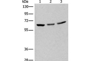 Western blot analysis of 293T cell lysates using BRD9 Polyclonal Antibody at dilution of 1:550 (BRD9 抗体)