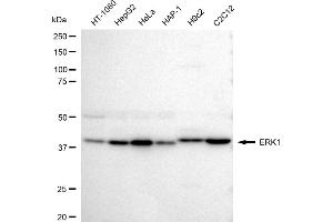 Western blotting analysis using ERK1 antibody (ABIN7799449).