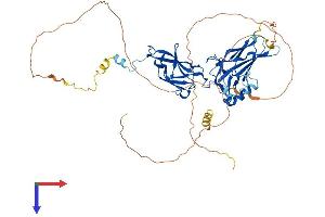 RELB Protein (AA 1-558) (His tag)