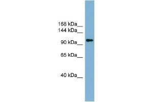 WB Suggested Anti-ACLY Antibody Titration:  0. (ACLY 抗体  (Middle Region))