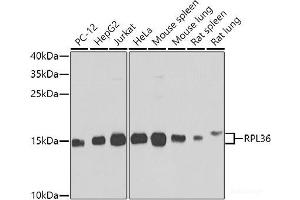 Western blot analysis of extracts of various cell lines using RPL36 Polyclonal Antibody at dilution of 1:1000. (RPL36 抗体)