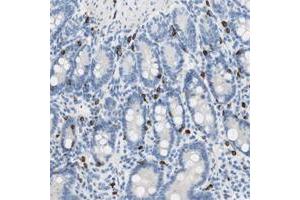 Immunohistochemical staining of human salivary gland with CEACAM3 polyclonal antibody  shows moderate membranous positivity in glandular cells. (CEACAM1 抗体)