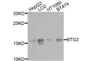 Western blot analysis of extracts of various cell lines, using BTG2 antibody (ABIN6003580) at 1/1000 dilution. (BTG2 抗体)
