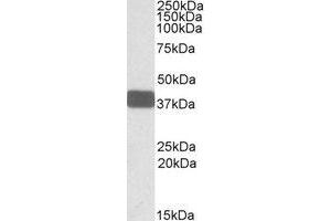 Image no. 1 for anti-Wingless-Type MMTV Integration Site Family, Member 9B (WNT9B) (Internal Region) antibody (ABIN453971) (WNT9B 抗体  (Internal Region))
