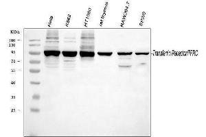 Western blot analysis of TFRC using anti-TFRC antibody (ABIN3043538). (Transferrin Receptor 抗体  (AA 1-198))
