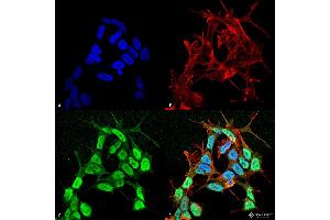 Immunocytochemistry/Immunofluorescence analysis using Mouse Anti-Nav beta 3 Monoclonal Antibody, Clone S396-29 . (SCN3B 抗体  (AA 1-215) (PE))