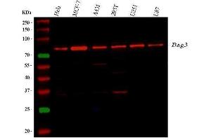 anti-BCL2-Associated Athanogene 3 (BAG3) (AA 100-561) antibody