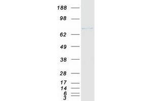 Western Blotting (WB) image for THO Complex 1 (THOC1) protein (Myc-DYKDDDDK Tag) (ABIN2733586)