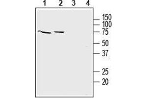 Western Blotting (WB) image for anti-Solute Carrier Family 39 (Zinc Transporter), Member 8 (SLC39A8) (AA 221-234), (Extracellular) antibody (ABIN7043726)