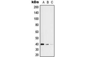 Western blot analysis of RFC3 expression in HeLa (A), HEK293 (B), Jurkat (C) whole cell lysates.