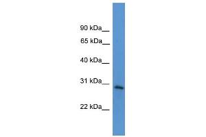 Western Blotting (WB) image for anti-Tumor Necrosis Factor Receptor Superfamily, Member 4 (TNFRSF4) (Middle Region) antibody (ABIN2787930)