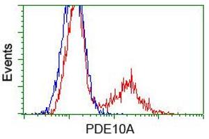 HEK293T cells transfected with either pCMV6-ENTRY PDE10A (RC211181) (Red) or empty vector control plasmid (Blue) were immunostained with anti-PDE10A mouse monoclonal (ABIN2453429, Dilution 1:1,000), and then analyzed by flow cytometry. (PDE10A 抗体)