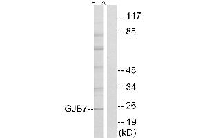 Western blot analysis of extracts from HT-29 cells, using GJB7 antibody. (GJB7 抗体  (Internal Region))