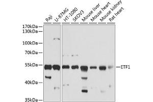 Western blot analysis of extracts of various cell lines, using ETF1 antibody (ABIN6129660, ABIN6140313, ABIN6140314 and ABIN6221622) at 1:1000 dilution. (ETF1 抗体  (AA 278-437))