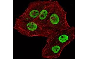 Immunofluorescence analysis of Hela cells using RBBP7 mouse mAb (green). (RBBP7 抗体  (AA 1-200))