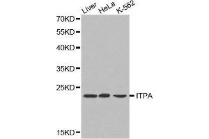 Western blot analysis of extracts of various cell lines, using ITPA antibody. (ITPA 抗体  (AA 1-194))