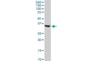 SGTA MaxPab polyclonal antibody. (SGTA 抗体  (AA 1-313))
