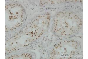 Image no. 3 for anti-CLK3 (CLK3) (AA 36-136) antibody (ABIN598614) (CLK3 抗体  (AA 36-136))