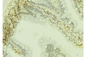 ABIN6274751 at 1/100 staining Mouse colon tissue by IHC-P. (RPS19 抗体  (Internal Region))