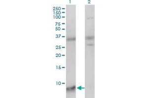 Western Blot analysis of SNRPG expression in transfected 293T cell line by SNRPG monoclonal antibody (M01), clone 2H8-1C12. (SNRPG 抗体  (AA 1-76))